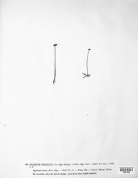 Laccaria laccata image